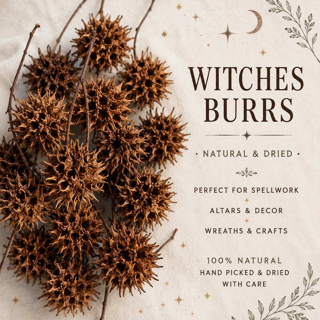Witch Burrs (10 Count) • Sweetgum Seed Pods • Protection, Banishing & Folk Magic Curio