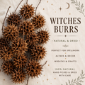 Witch Burrs (10 Count) • Sweetgum Seed Pods • Protection, Banishing & Folk Magic Curio