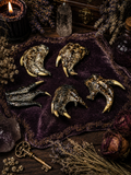 Alligator Claws • Ethically Sourced • Protection Curio • Small, Medium & Large • Altar Supply • Cabinet of Curiosities • Natural Witchcraft Tool