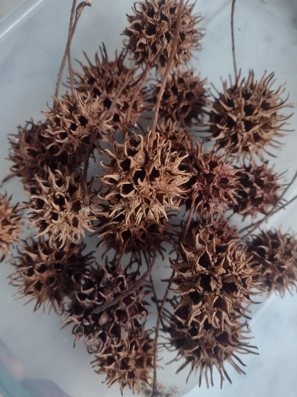 Witch Burrs (10 Count) • Sweetgum Seed Pods • Protection, Banishing & Folk Magic Curio